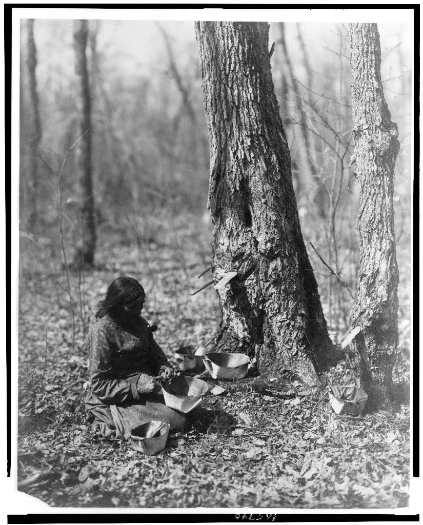 Black and white photograph of an Ojibwe woman kneeling at the base of a large maple tree, collecting sap in birchbark containers